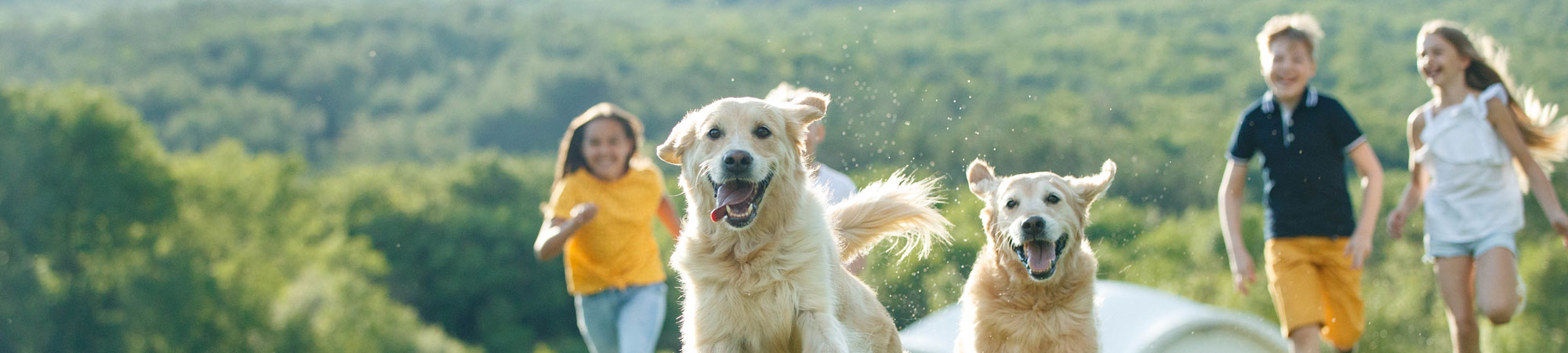 Adult dogs playing with young family