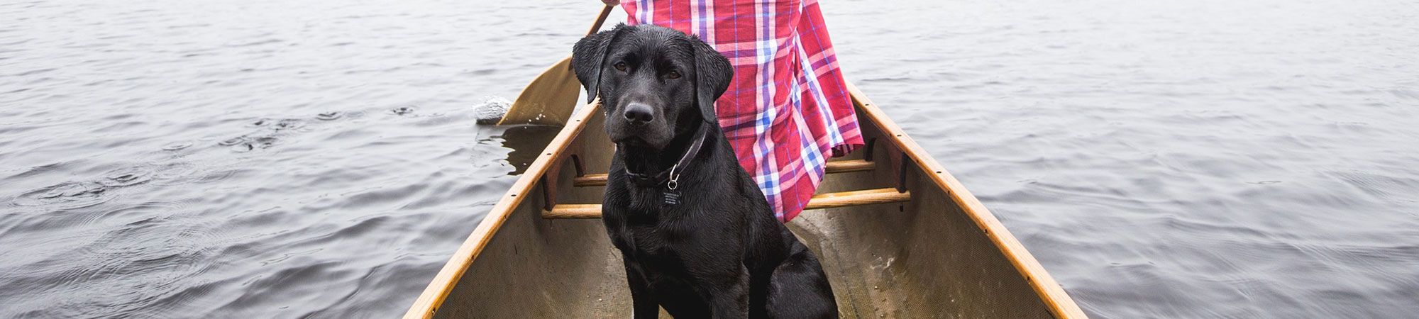 Black labrador in rowing boat