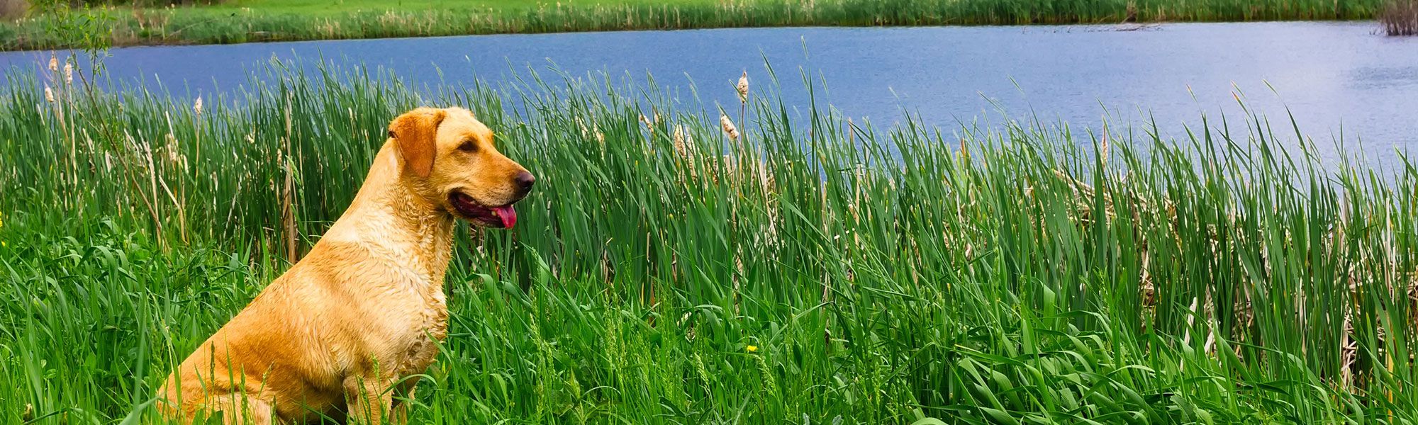 Dog in reeds next to lake