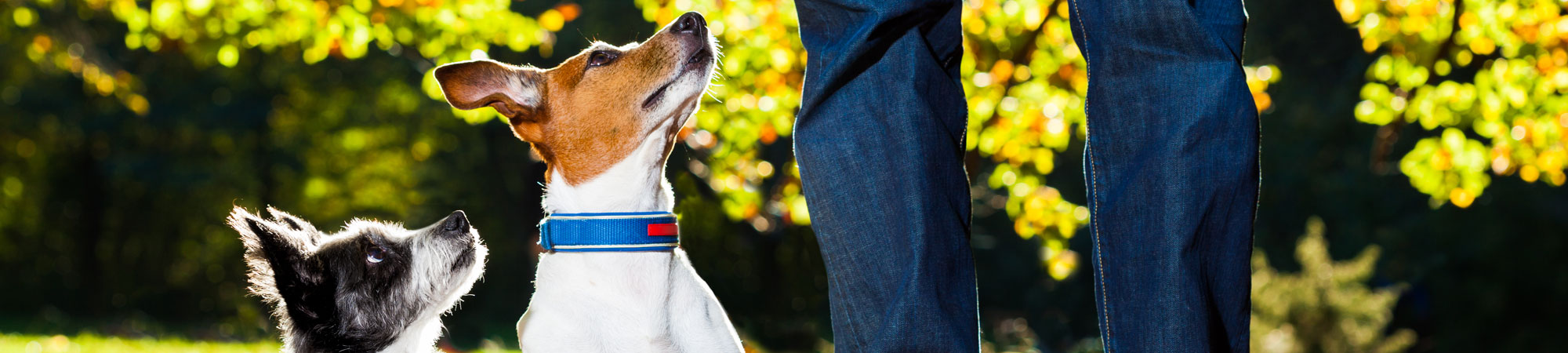 Happy dogs looking up at their owner