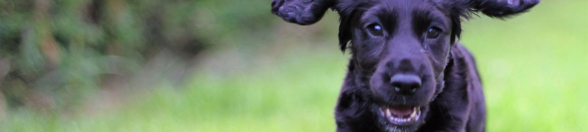 Happy puppy playing outside