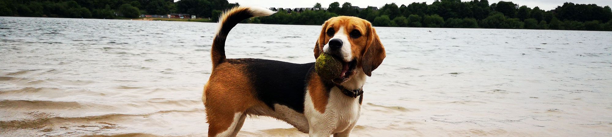 Dog playing fetch in the lake