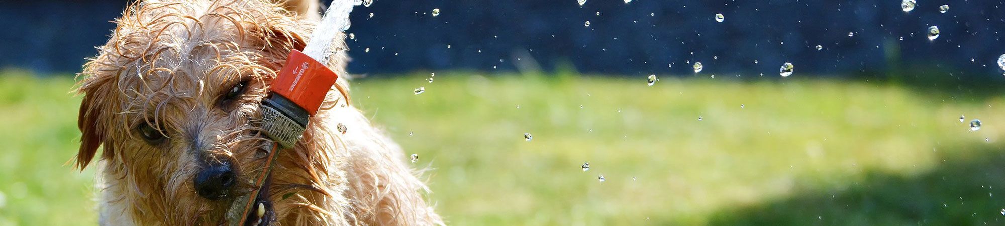 Terrier playing with hosepipe in the garden