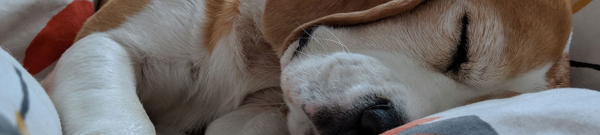 Beagle asleep on blanket