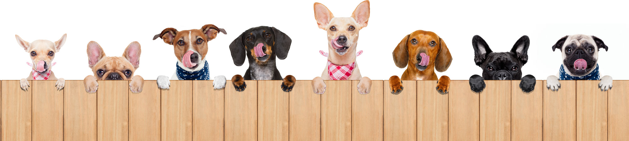 Different breeds of hungry dogs peering over the fence licking their lips