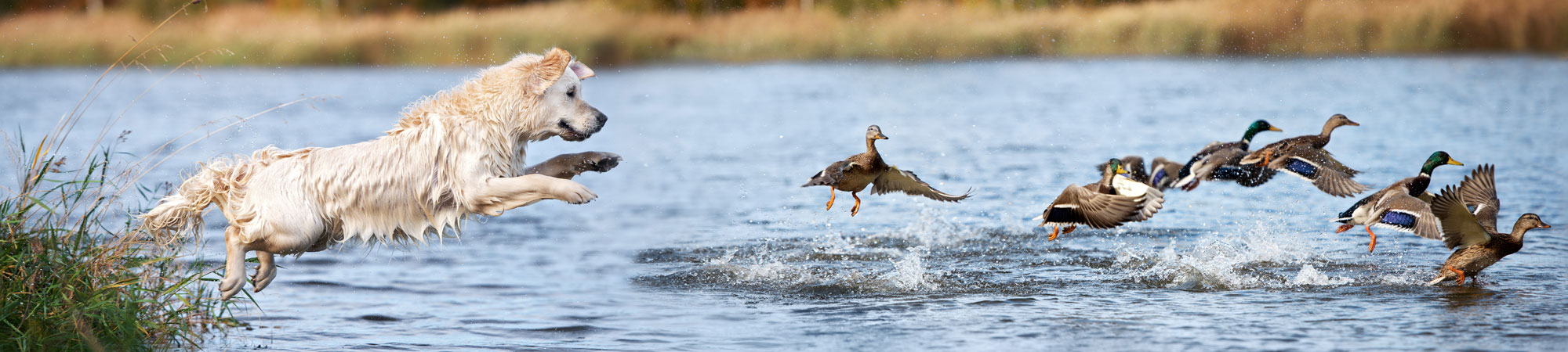 Working dog chasing ducks