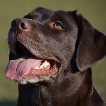 Labrador looking up at owner