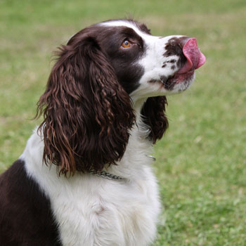 Dog licking his lips