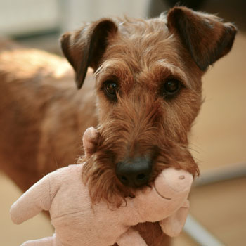 Dog playing with cuddly toy