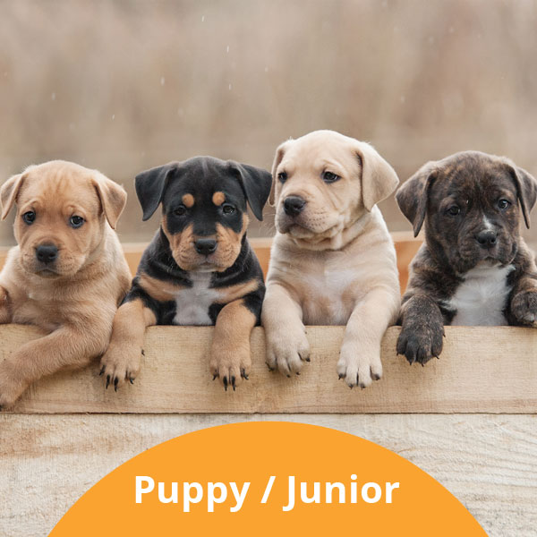 Puppy / Junior