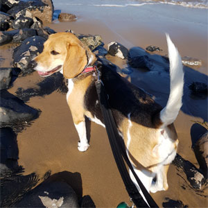 Dog at the beach