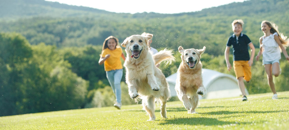 Adult dogs playing with young family