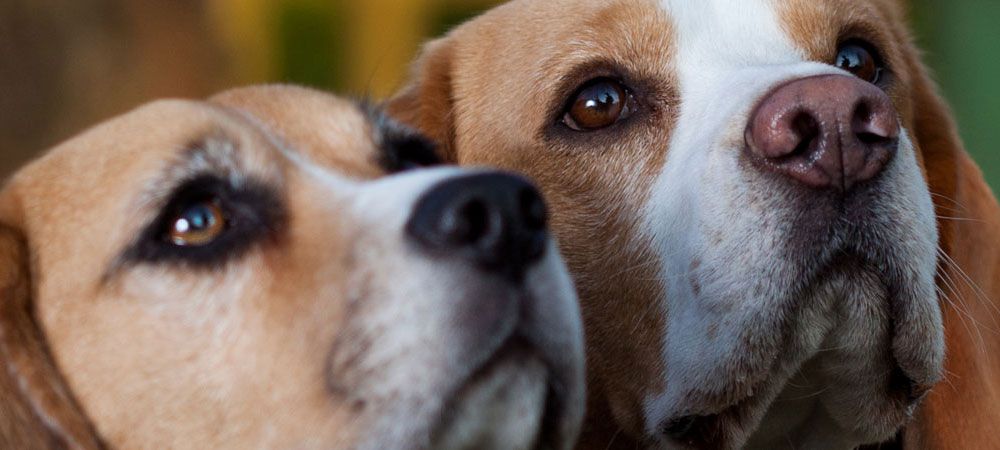 Two beagles looking at owner