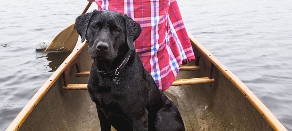 Black labrador in rowing boat