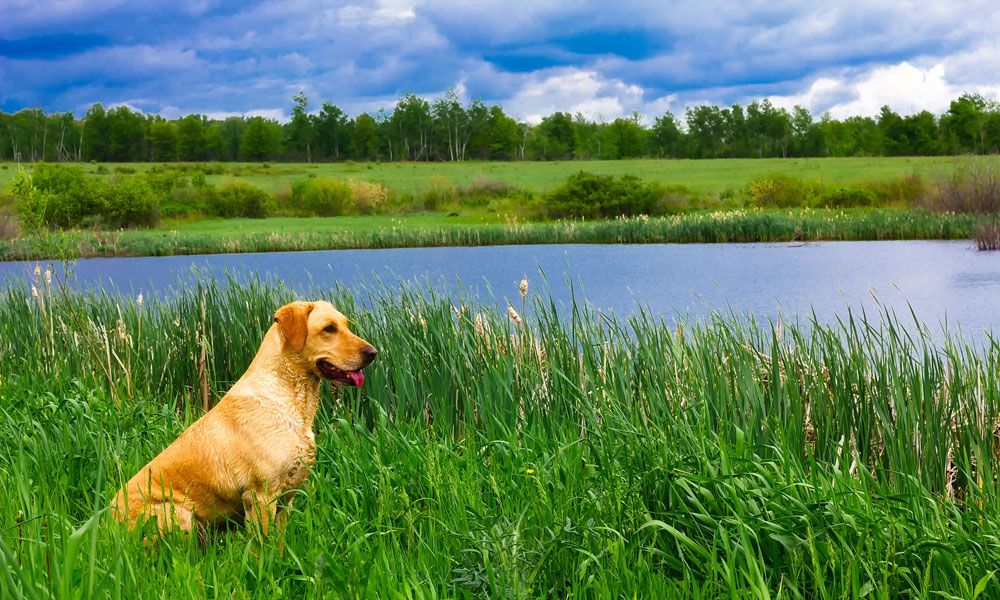 Dog in reeds next to lake