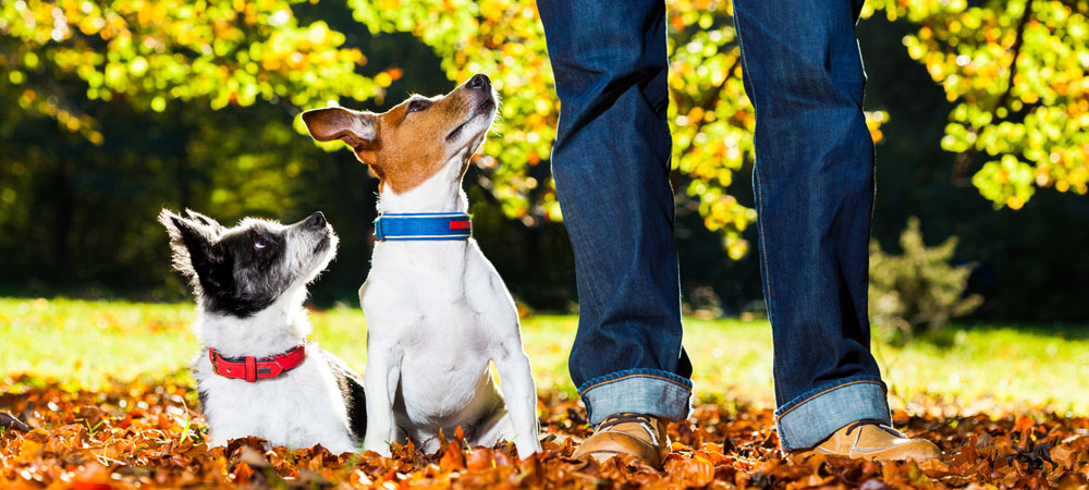 Happy dogs looking up at their owner