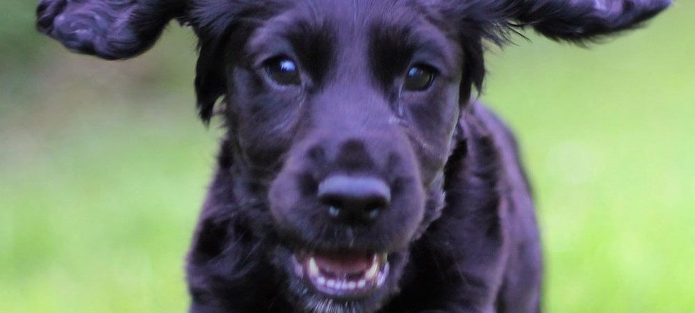 Happy puppy playing outside