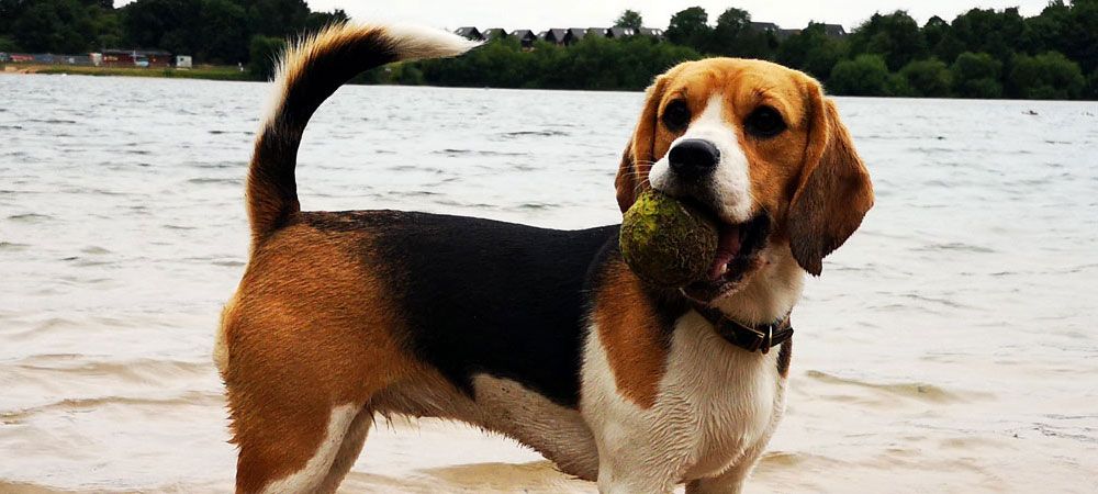 Dog playing fetch in the lake