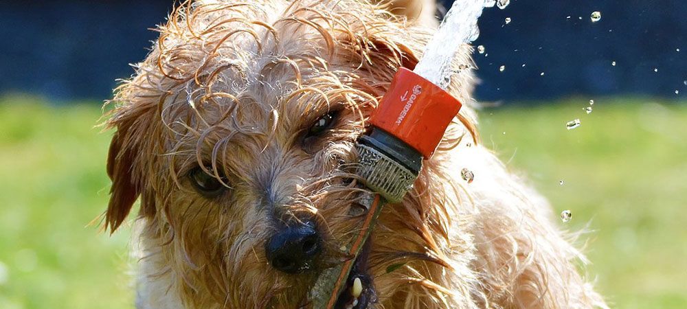 Terrier playing with hosepipe in the garden