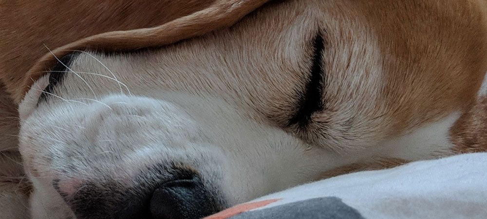 Beagle asleep on blanket