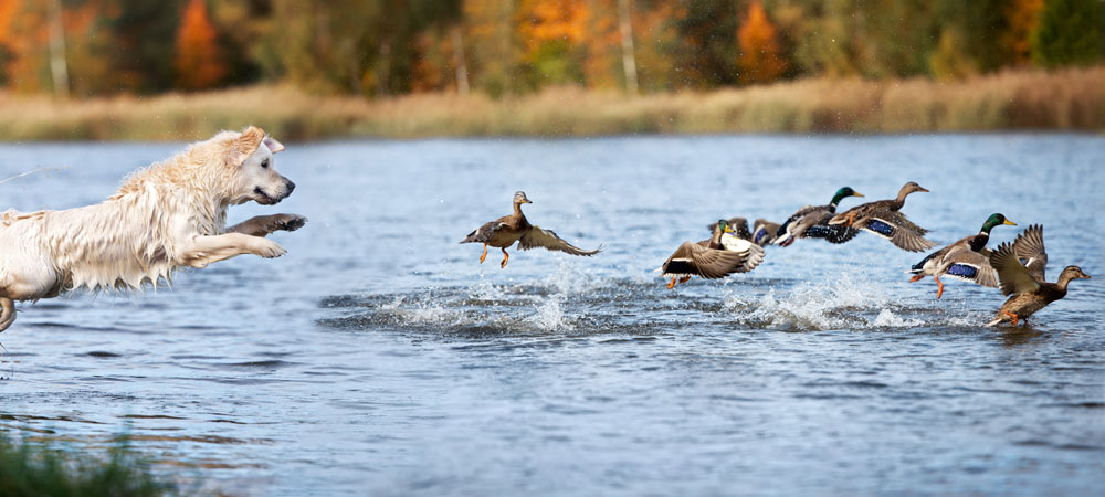 Working dog chasing ducks